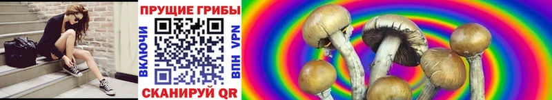 Псилоцибиновые грибы GOLDEN TEACHER Балабаново